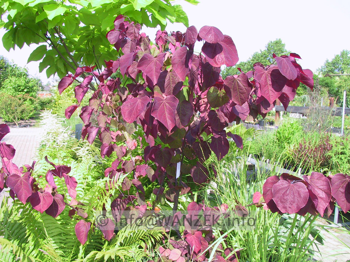 Cercis canadensis Forest Pansy 08.JPG
